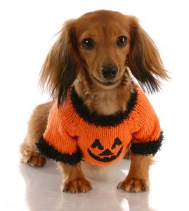 Dog in Pumpkin Sweater