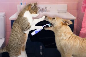 cute-cat-cleaning-dogs-pet-dental-health