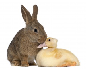 Rabbit sniffing duckling against white background