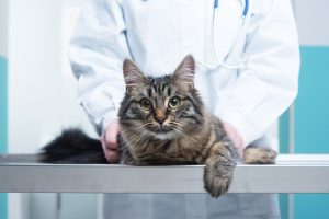 blood transfusion in pets