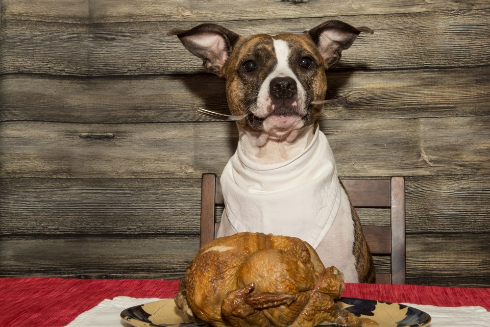 3 Tips for Preventing Common Holiday Pet Emergencies