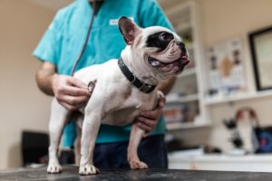 Aspiration Pneumonia in Pets